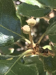 Quercus invaginata