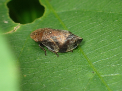 Lepyronia
