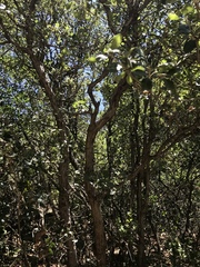 Quercus invaginata