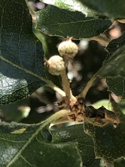 Quercus invaginata