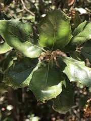 Quercus invaginata