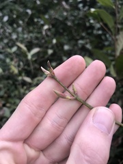 Acer oliverianum