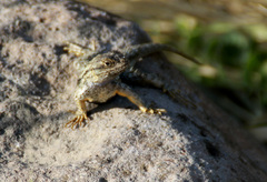 Sceloporus occidentalis occidentalis