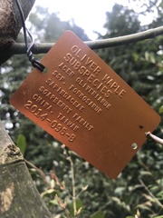 Acer oliverianum