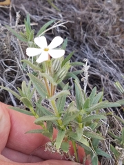 Phlox stansburyi