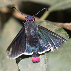 Pyrrhopyge phidias