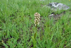 Gymnadenia crassinervis