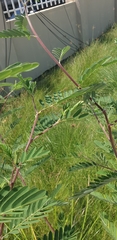 Leucaena leucocephala