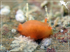 Dendrodoris guttata