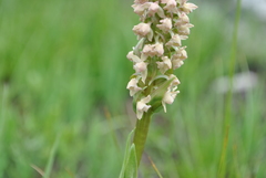 Gymnadenia crassinervis