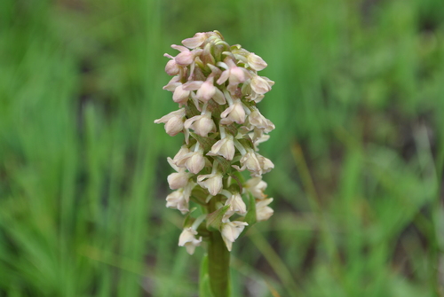Gymnadenia crassinervis