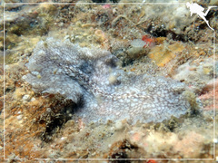 Pericelis