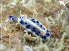 Hypselodoris infucata