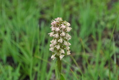 Gymnadenia crassinervis