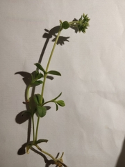 Cerastium glomeratum