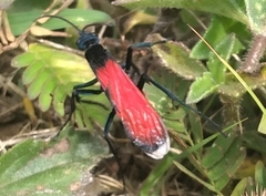 Pepsis rubra