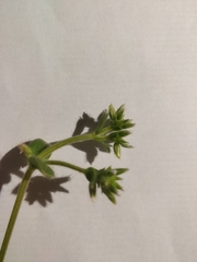 Cerastium glomeratum