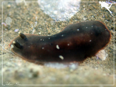Dendrodoris nigra