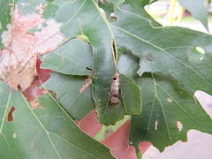 Aleiodes quebecensis