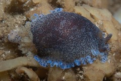 Dendrodoris caesia