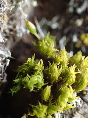 Orthotrichum pulchellum