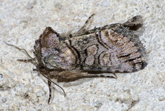 Abrostola microvalis
