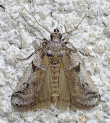 Amyelois transitella