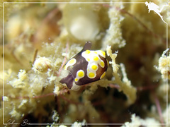 Colpodaspis thompsoni