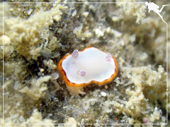 Goniobranchus rubrocornutus