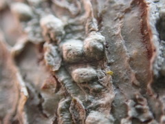 Pertusaria leioplaca