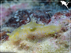 Plocamopherus pecoso