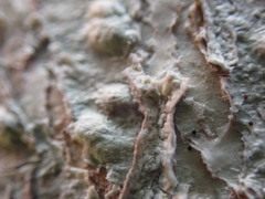 Pertusaria leioplaca