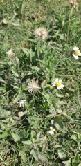 Tridax procumbens