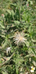 Tridax procumbens