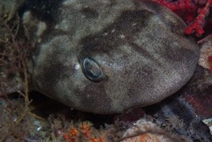 Haploblepharus pictus