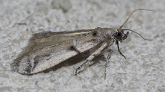 Amyelois transitella