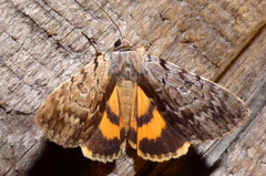 Catocala gracilis