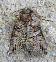 Abrostola microvalis