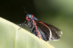 Pyrrhopyge phidias
