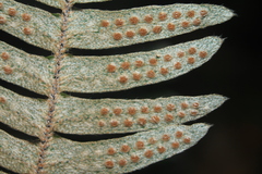 Pleopeltis bombycina