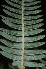 Pleopeltis bombycina