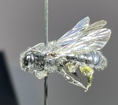 Andrena coracina