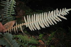 Pleopeltis bombycina