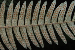 Pleopeltis bombycina