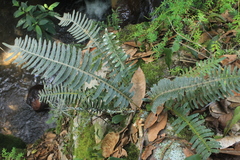 Pleopeltis bombycina