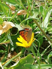 Lycaena phlaeas phlaeas