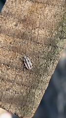 Eudiagogus