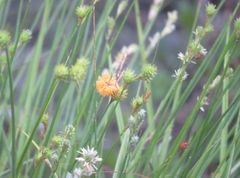 Fimbristylis puberula
