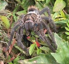 Phormictopus atrichomatus