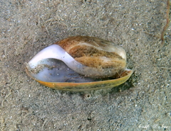 Bulla striata